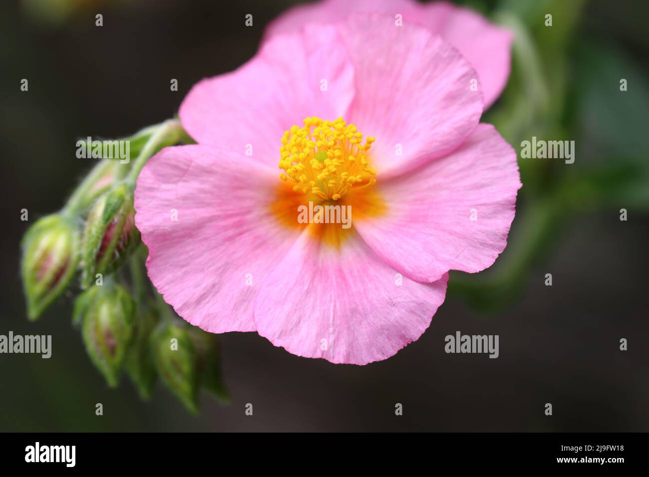 primo piano di un fiore rosa di helianthemum su uno sfondo scuro sfocato Foto Stock