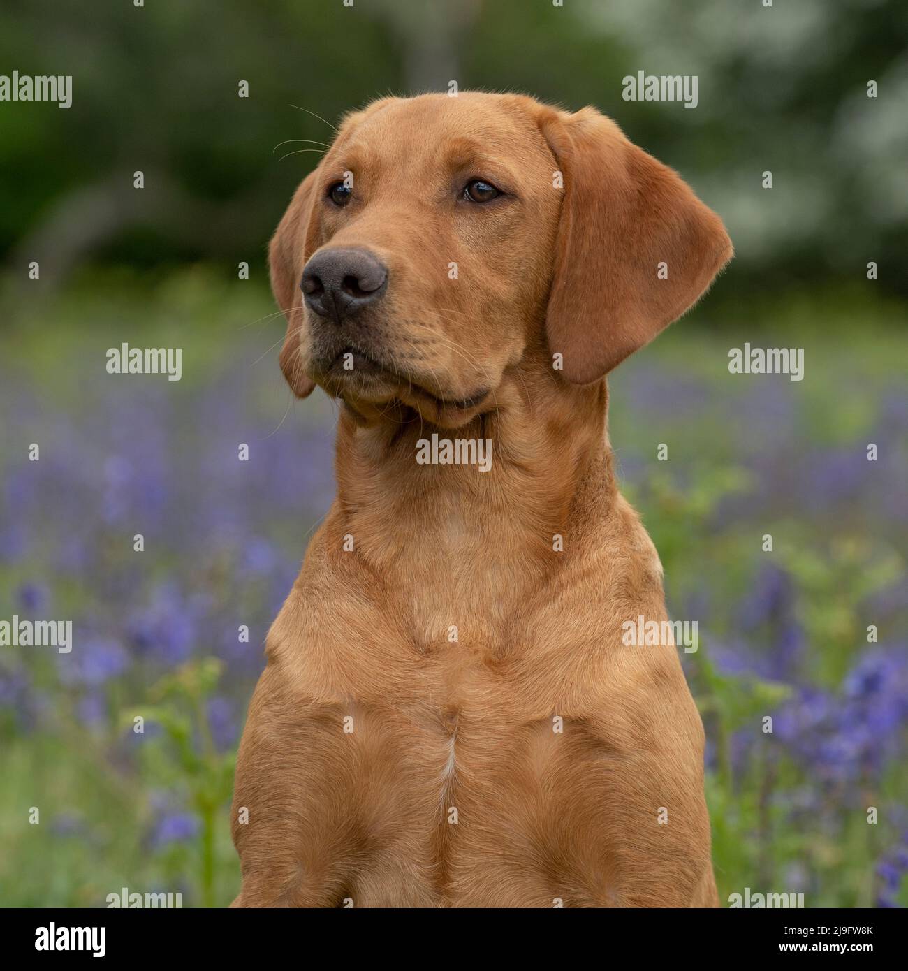 il cane giallo labrador retriever sedette in bluebells Foto Stock