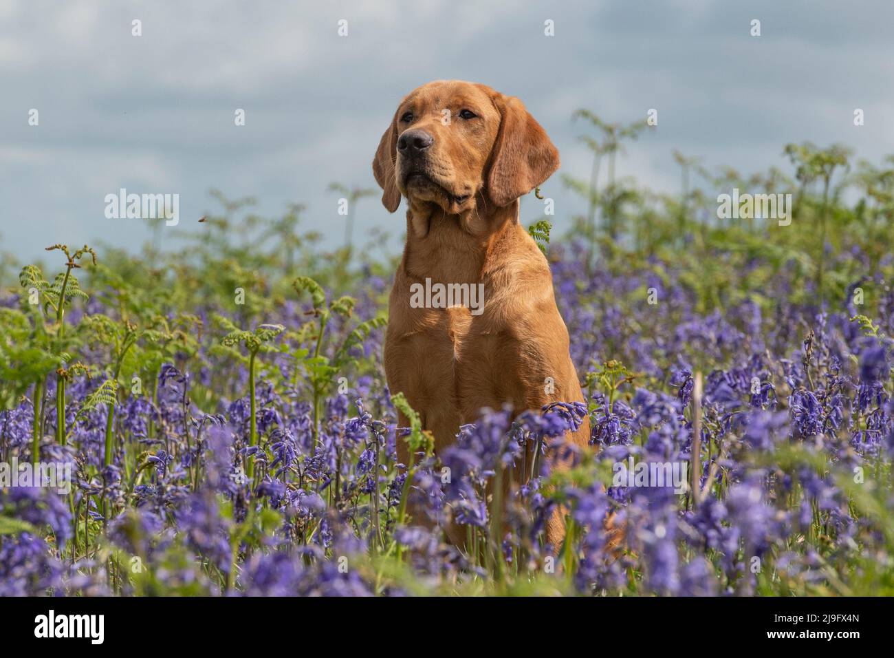 il cane giallo labrador retriever sedette in bluebells Foto Stock