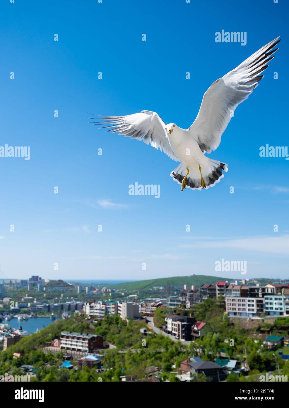 Flying seagull oltre il cielo blu. Foto Stock