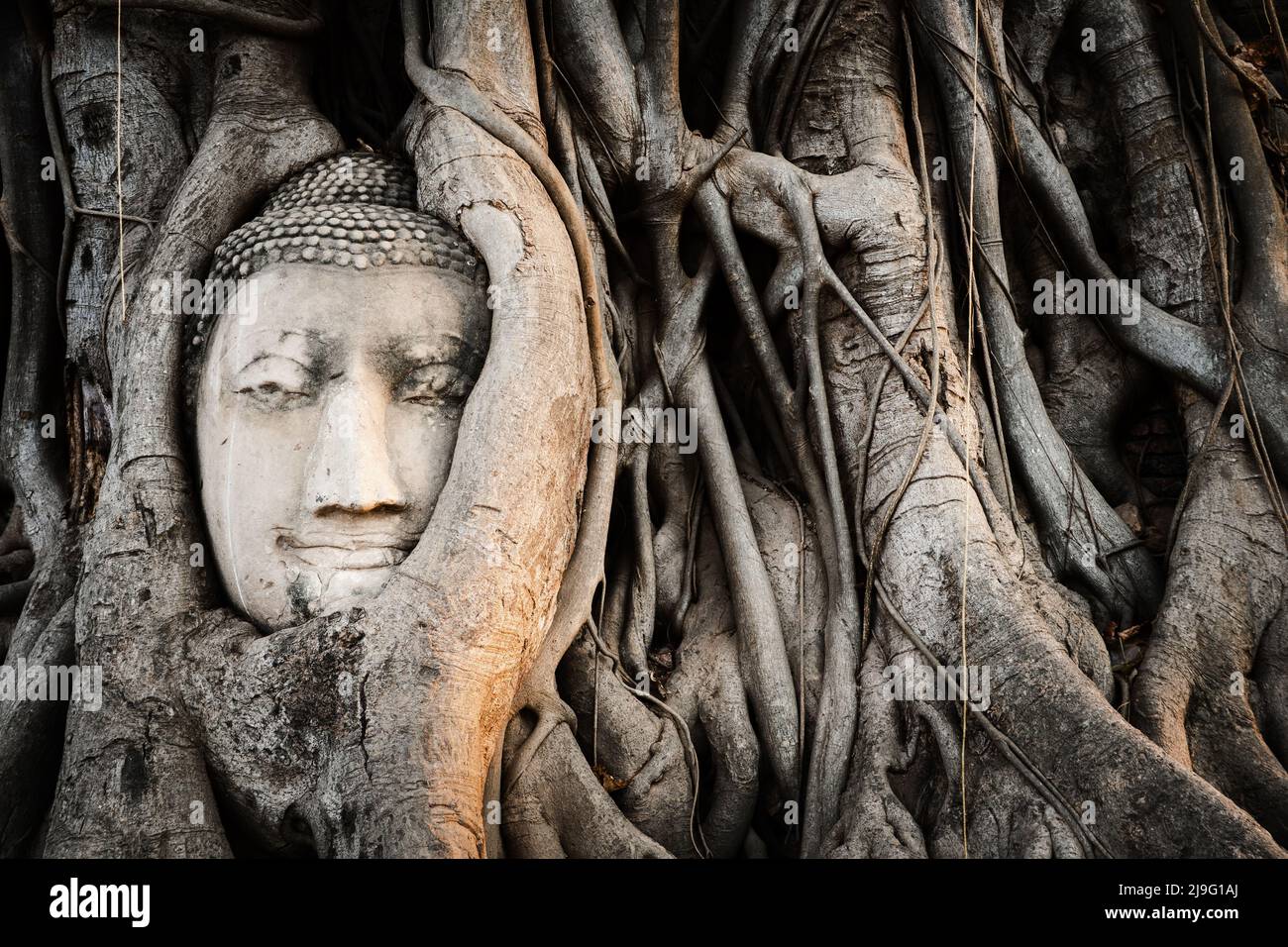 La testa del Buddha nelle radici dell'albero di banyan al tempiale di Wat Mahathat nel parco storico di Ayutthaya, Tailandia. Foto Stock