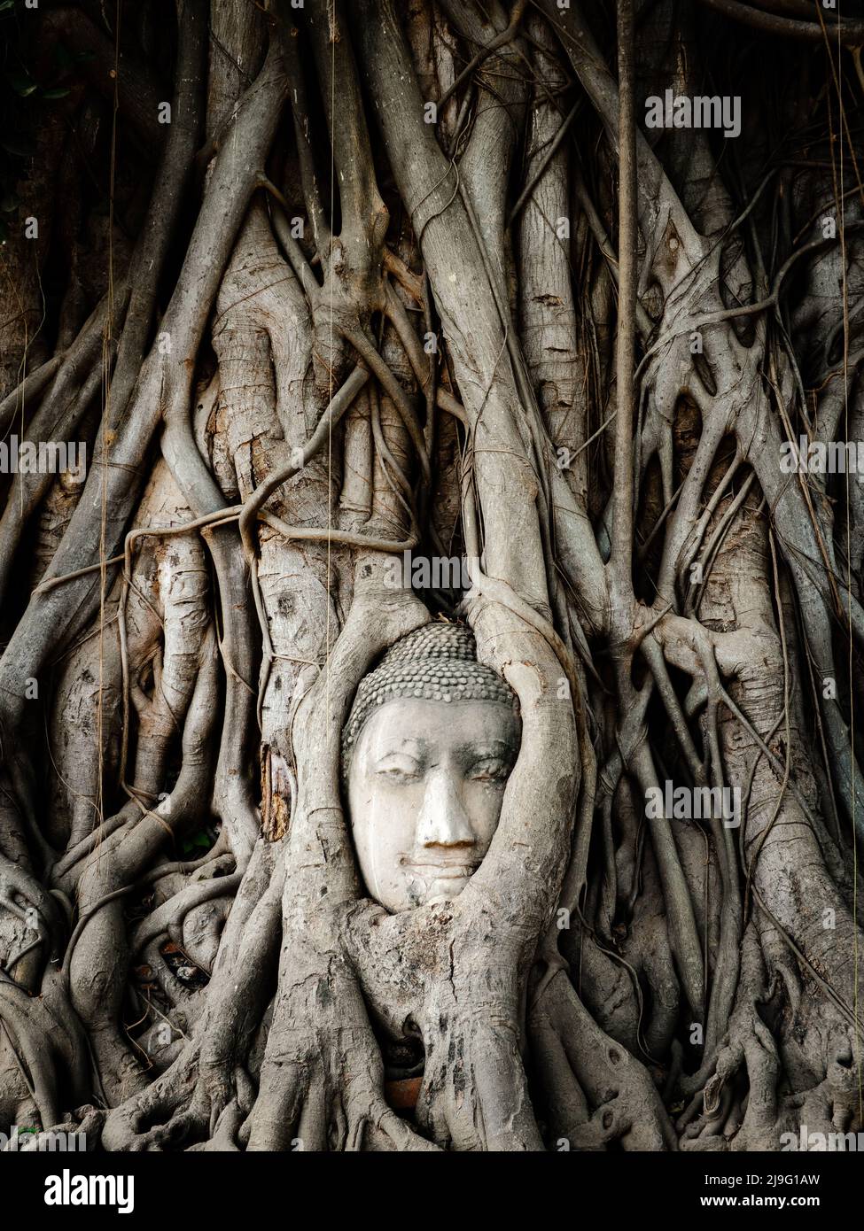 La testa del Buddha nelle radici dell'albero di banyan al tempiale di Wat Mahathat nel parco storico di Ayutthaya, Tailandia. Foto Stock