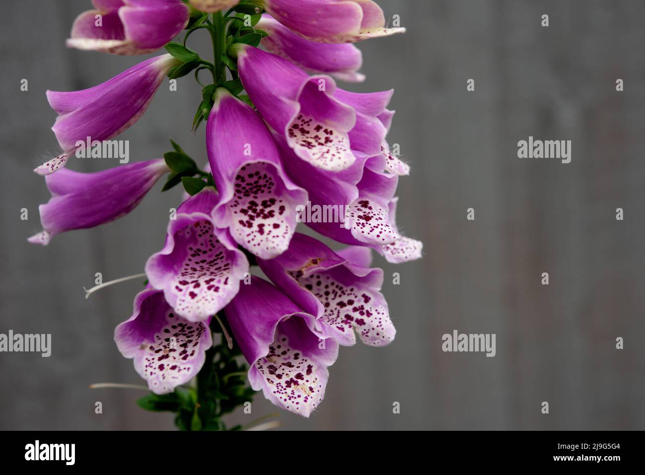 Closeupo di Digitalis, Foxglove comune, Lady's Glove, Digitalis purpurea in giardino in giorno di sole Foto Stock