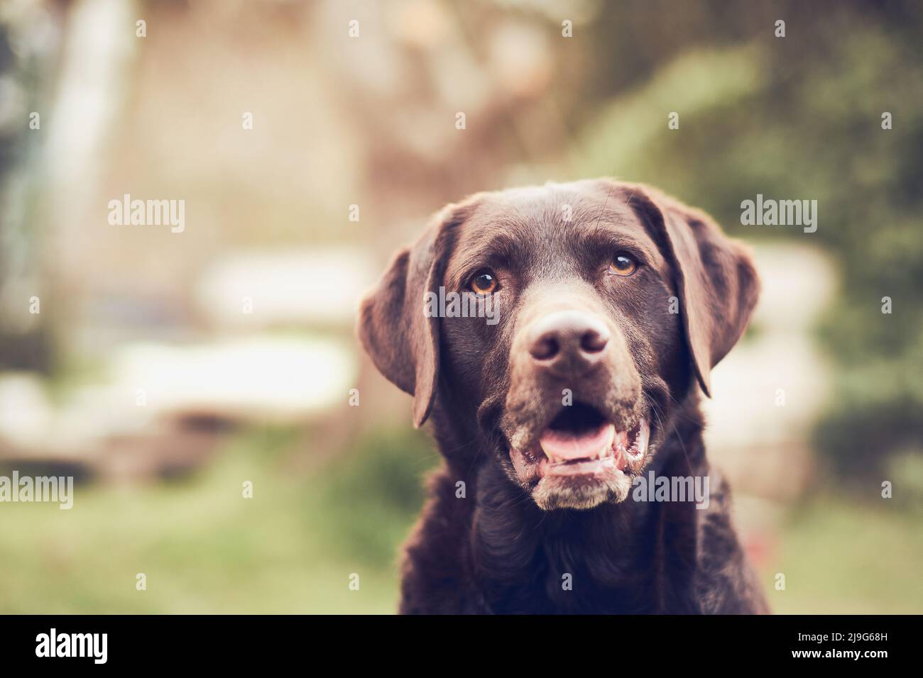 Labrador marrone sorridente per la fotocamera. Foto di alta qualità Foto Stock
