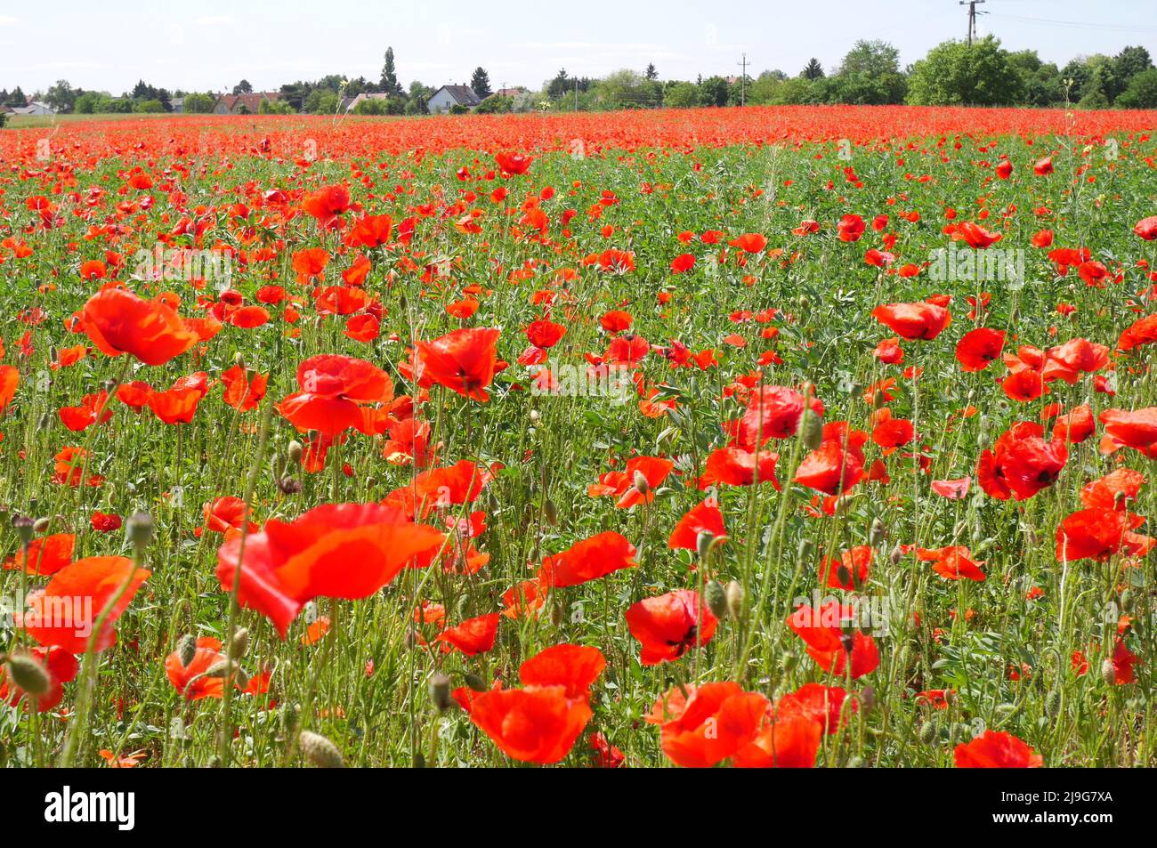 Campo di papaveri di mais rosso fiorito, papaver rhoeas, Budapest, Ungheria Foto Stock