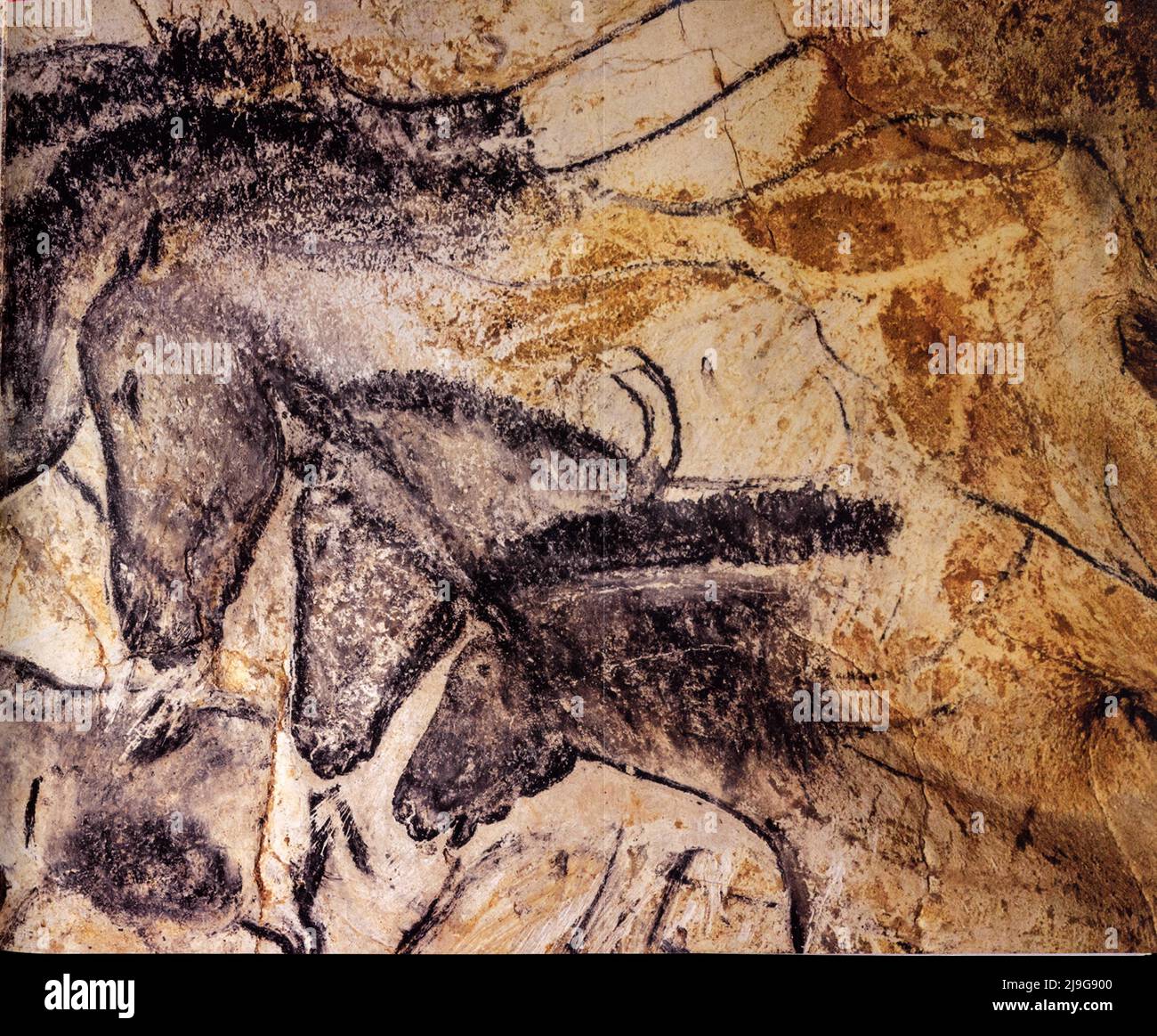 36000 ans avant J.C. La grotte Chauvet Pont d'Arc, le panneau des chevaux et les autres créations. Foto Stock