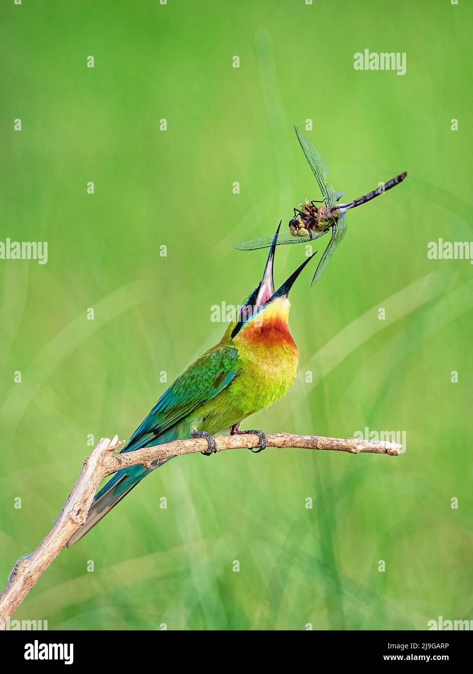 Apicollo dalla coda blu Foto Stock