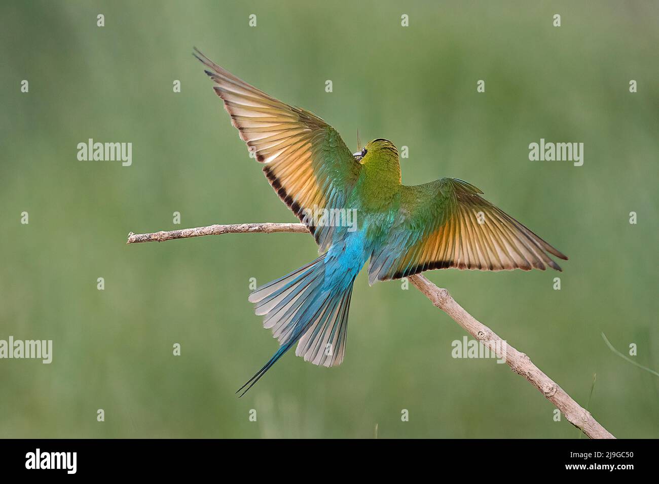 Apicollo dalla coda blu Foto Stock