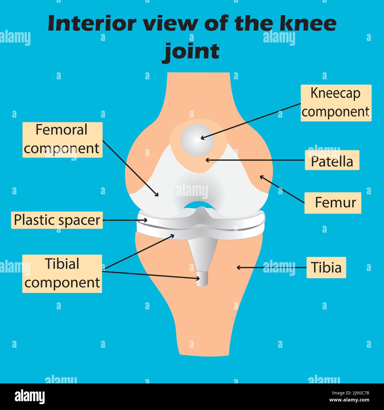 Anatomia delle articolazioni del ginocchio, vista interna della vista del ginocchio.articolazioni del corpo umano.contenuto dello studio per gli studenti biologi e scientifici,illustrazione vettoriale Illustrazione Vettoriale