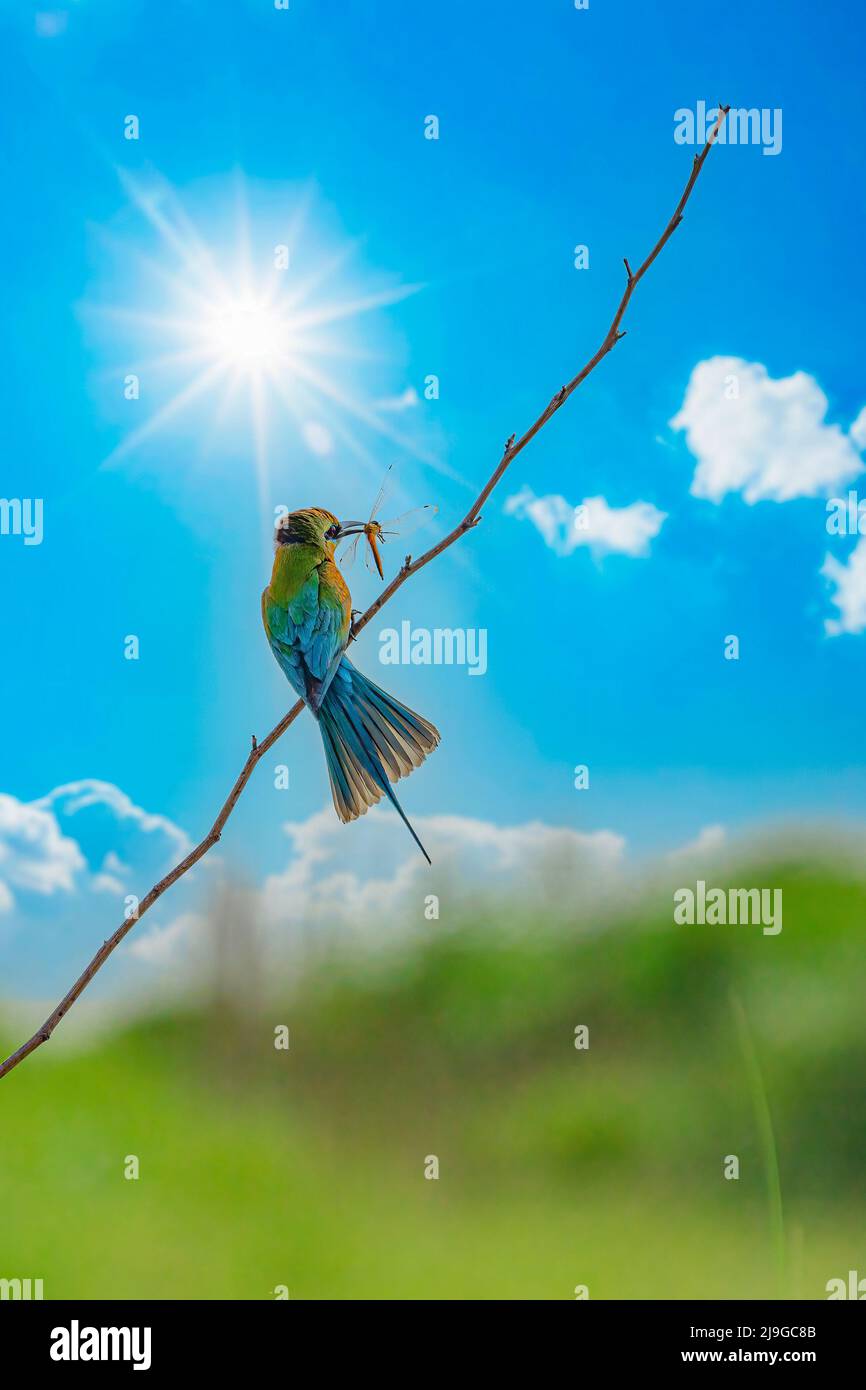 Apicollo dalla coda blu Foto Stock