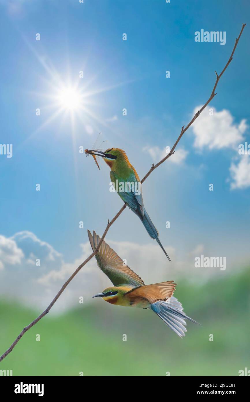Apicollo dalla coda blu Foto Stock