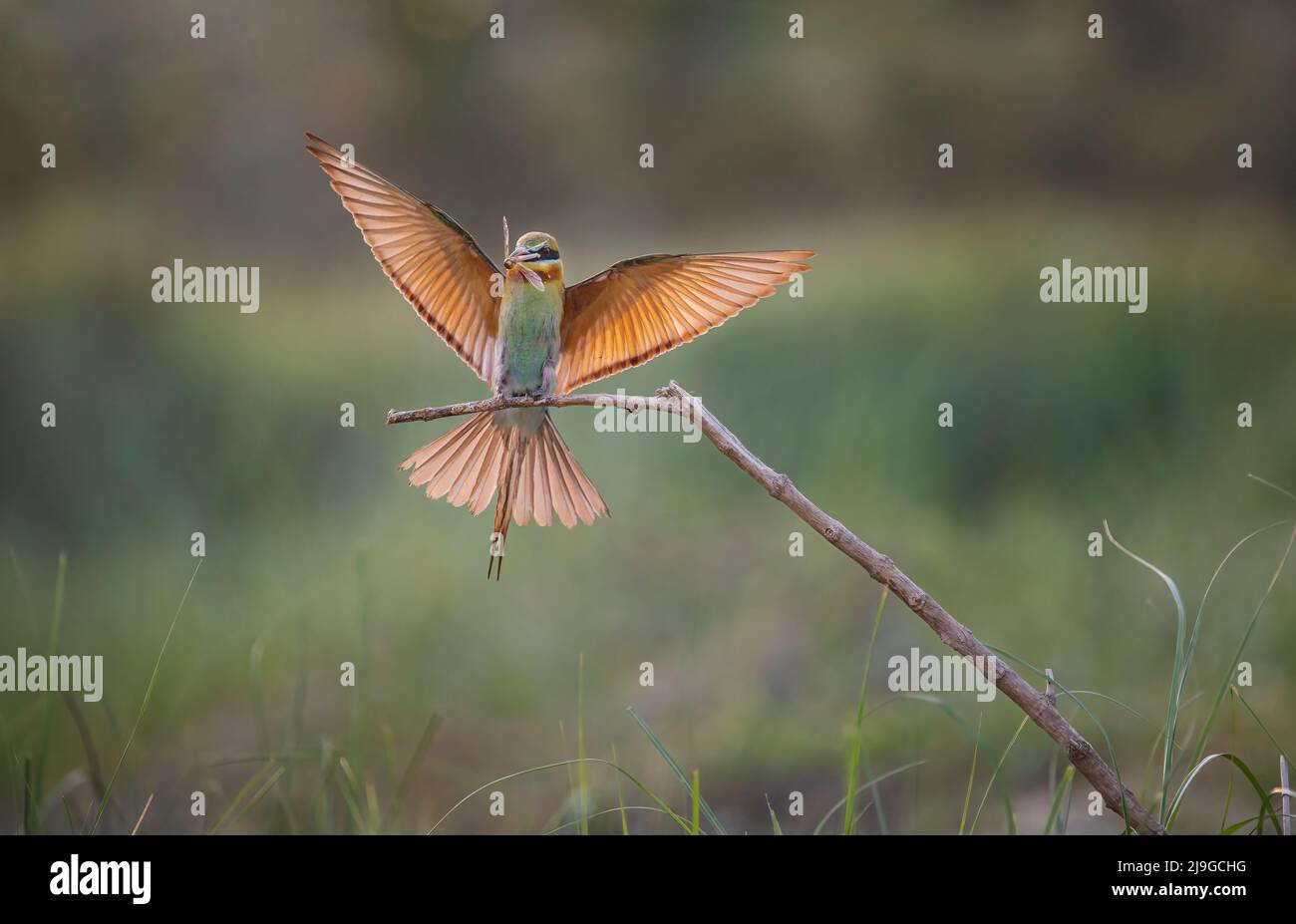 Apicollo dalla coda blu Foto Stock