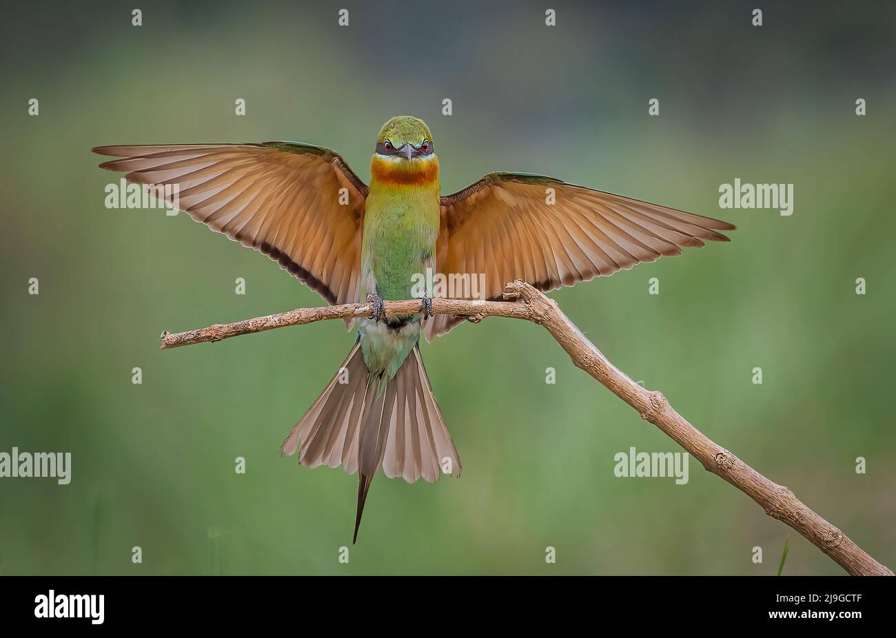 Apicollo dalla coda blu Foto Stock