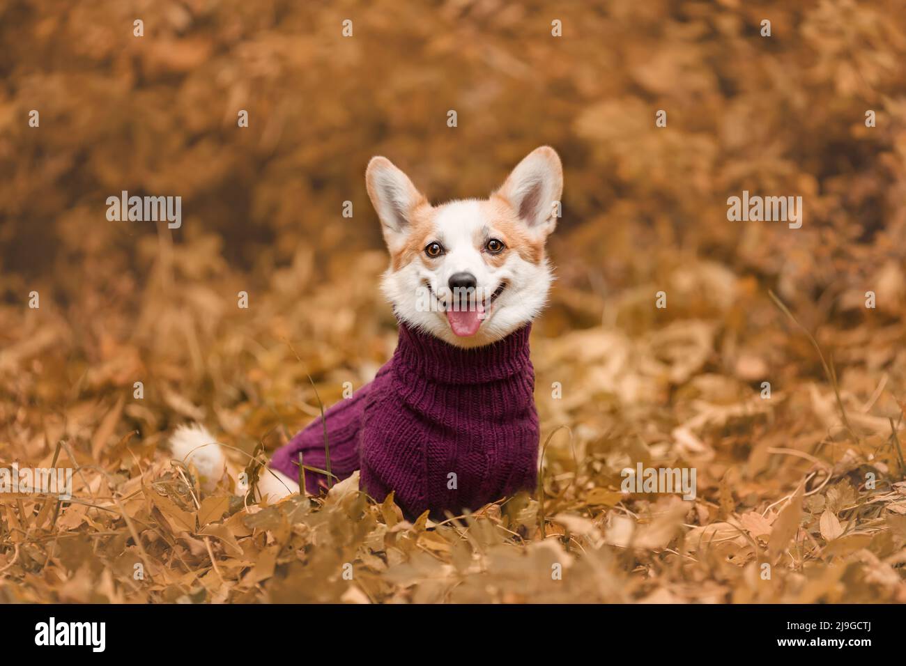Ritratto di corgi gallesi sorridenti pembroke razza cane indossando maglione a maglia in autunno Foto Stock