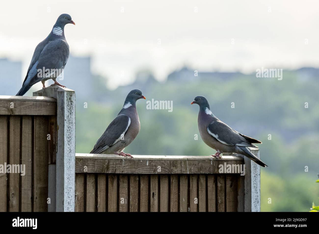 Piccioni di legno comune, Columba Palumbus della colomba e famiglia piccione che si trova su una recinzione in un giardino suburbano britannico. Foto Stock