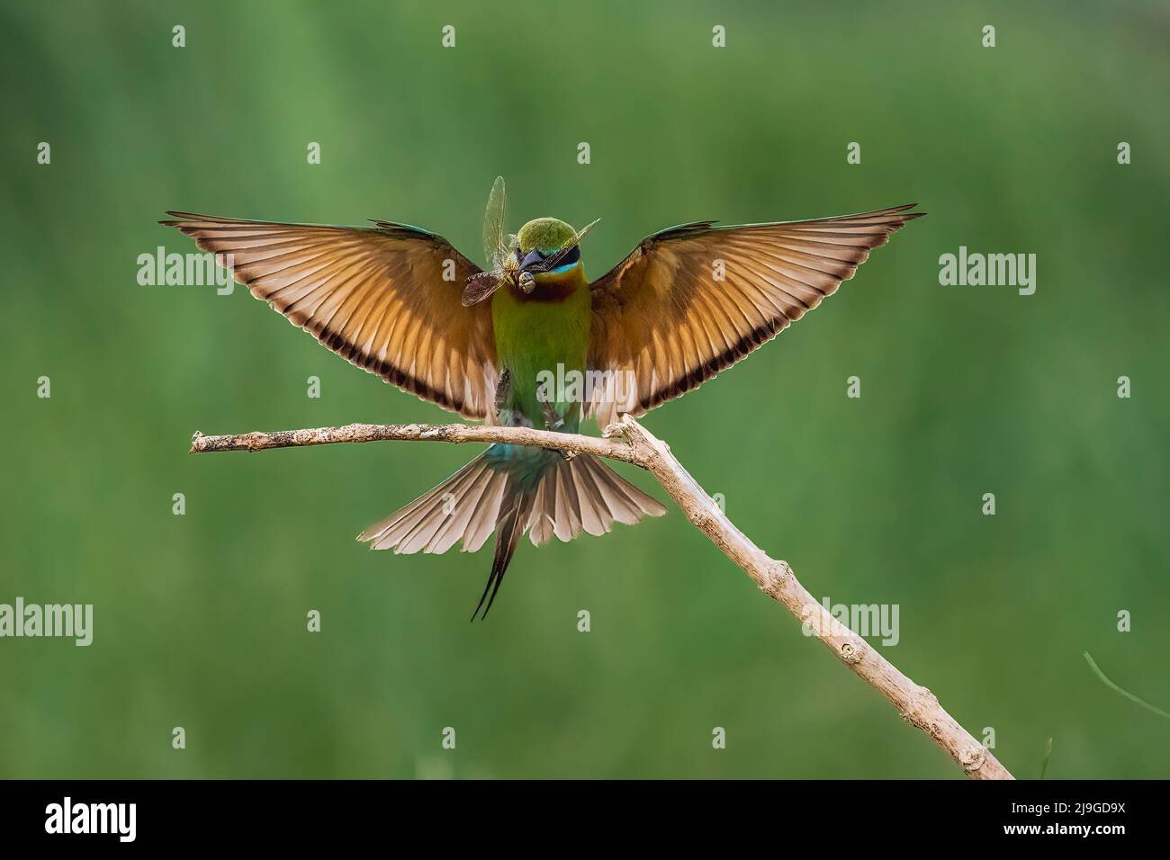 Apicollo dalla coda blu Foto Stock