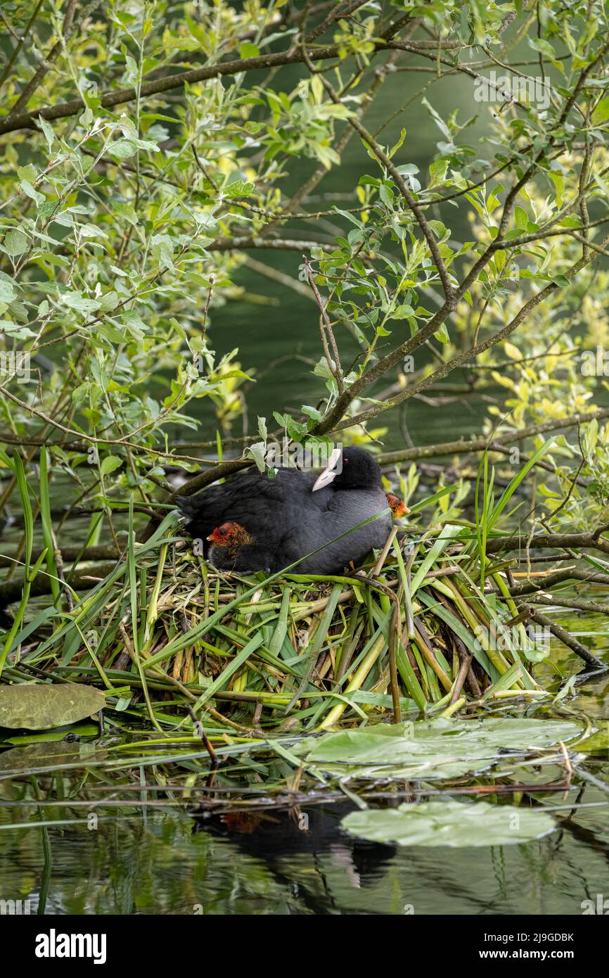 Neonato Eurasian bambino, o comune coot Fulica atra in un nido su un laghetto con un genitore di guardia. Foto Stock