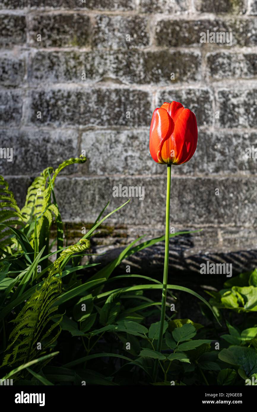 tulipano rosso fiore su pietra parete sfondo. Foto di alta qualità Foto Stock