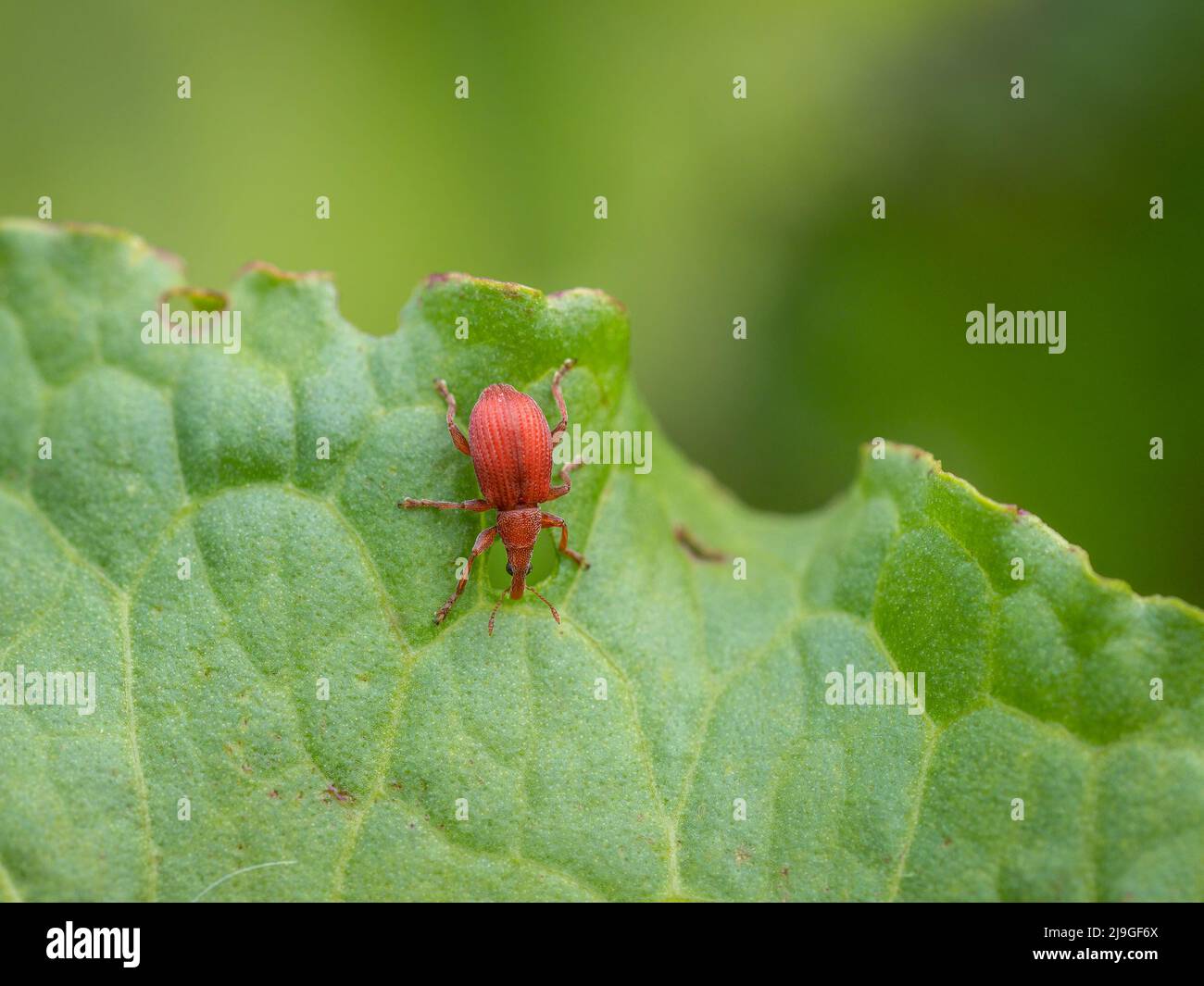 Apion frumentarium su foglia. Aka Red Rumex weevil. Foto Stock