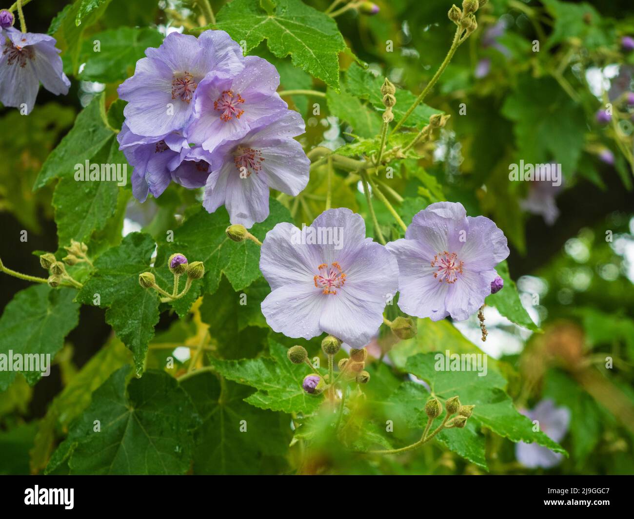 Delicate fioriture blu pallido dei primi mesi d'estate dell'arbusto deciduo d'acero fiorito, Abutilon vitifolium Foto Stock