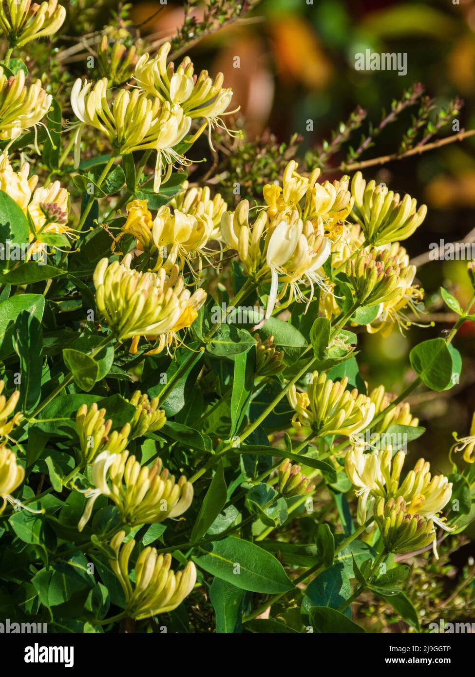 Fiori di tarda primavera del profumato honeysuckle hardy, Lonicera periclymenum 'centsation' che si arrampica attraverso una siepe giardino Foto Stock