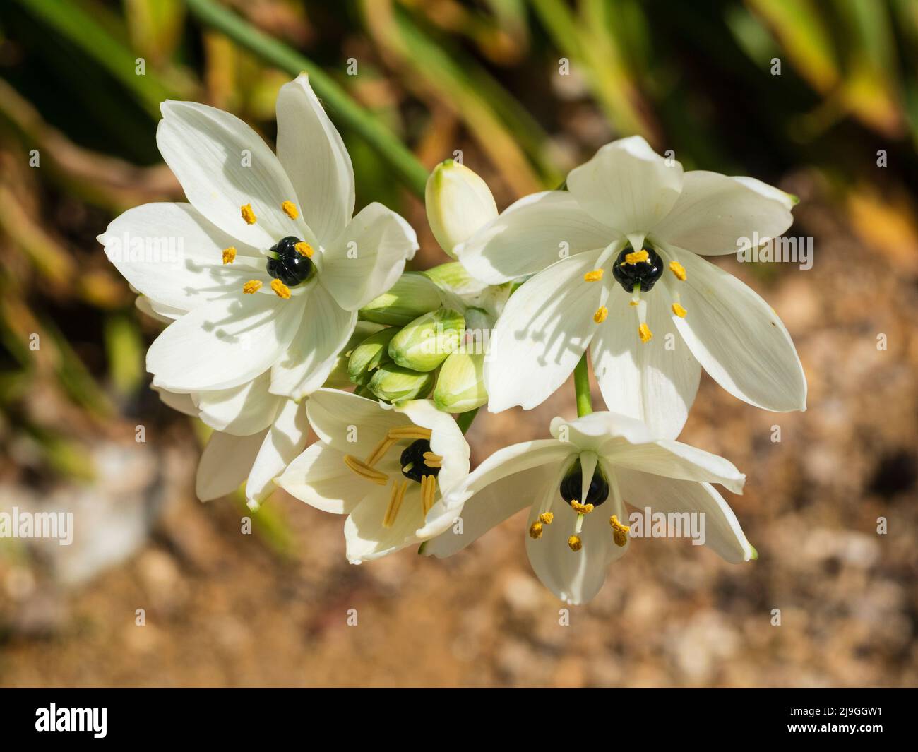 Fiori bianchi di inizio estate della stella araba, Ornithogalum arabicum, un bulbo duro freddo Foto Stock