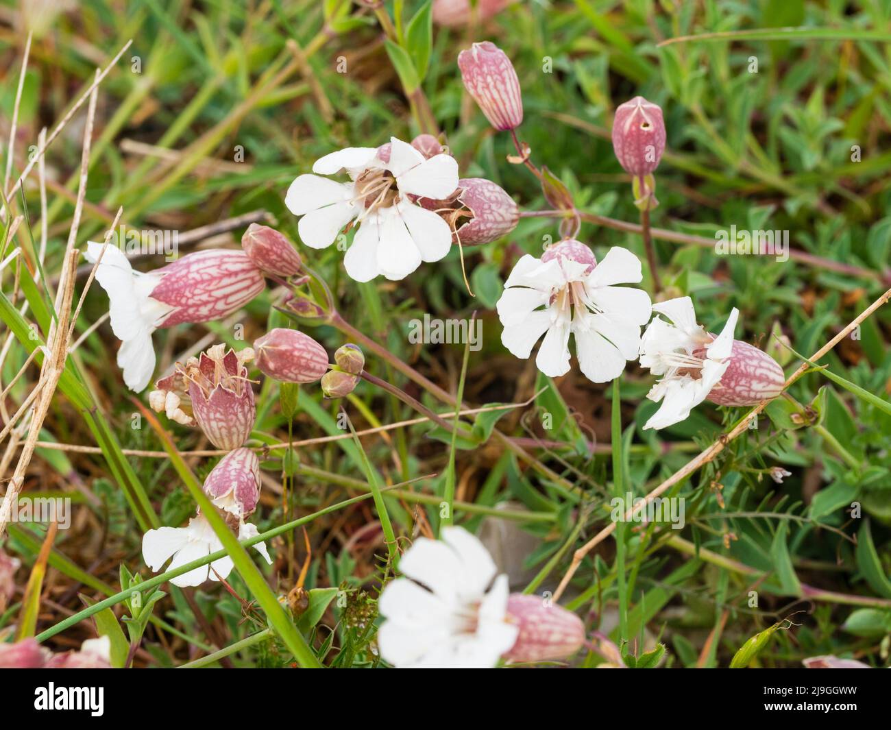 Fiori bianchi della siccità e del sale tollerano il fiore selvatico nativo del mare britannico, Campion del mare, uniflora del silene a Porto di Pagham, Sussex occidentale Foto Stock
