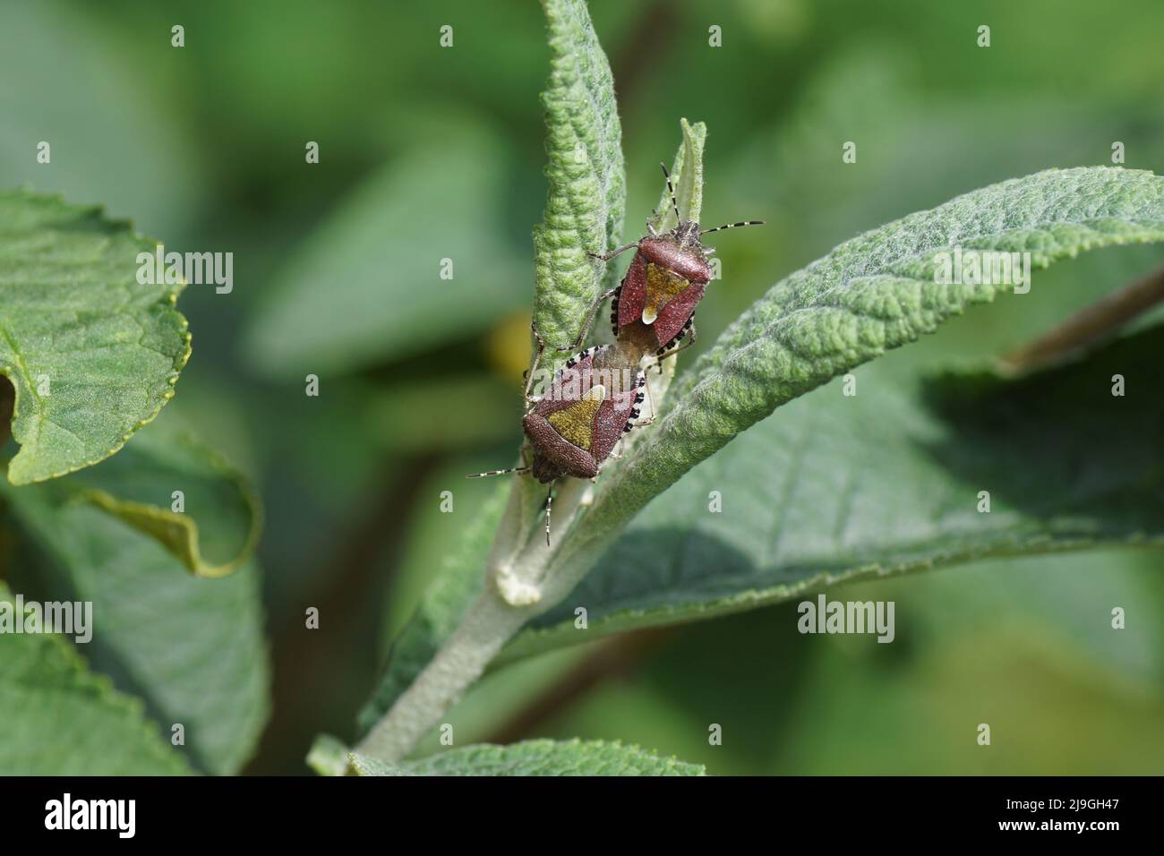 Due bug di Sloe (Dolycoris baccarum), famiglia Pentatomidae su foglie di un lilla estiva (Buddleja davidii). Giardino olandese, primavera, maggio, Paesi Bassi Foto Stock