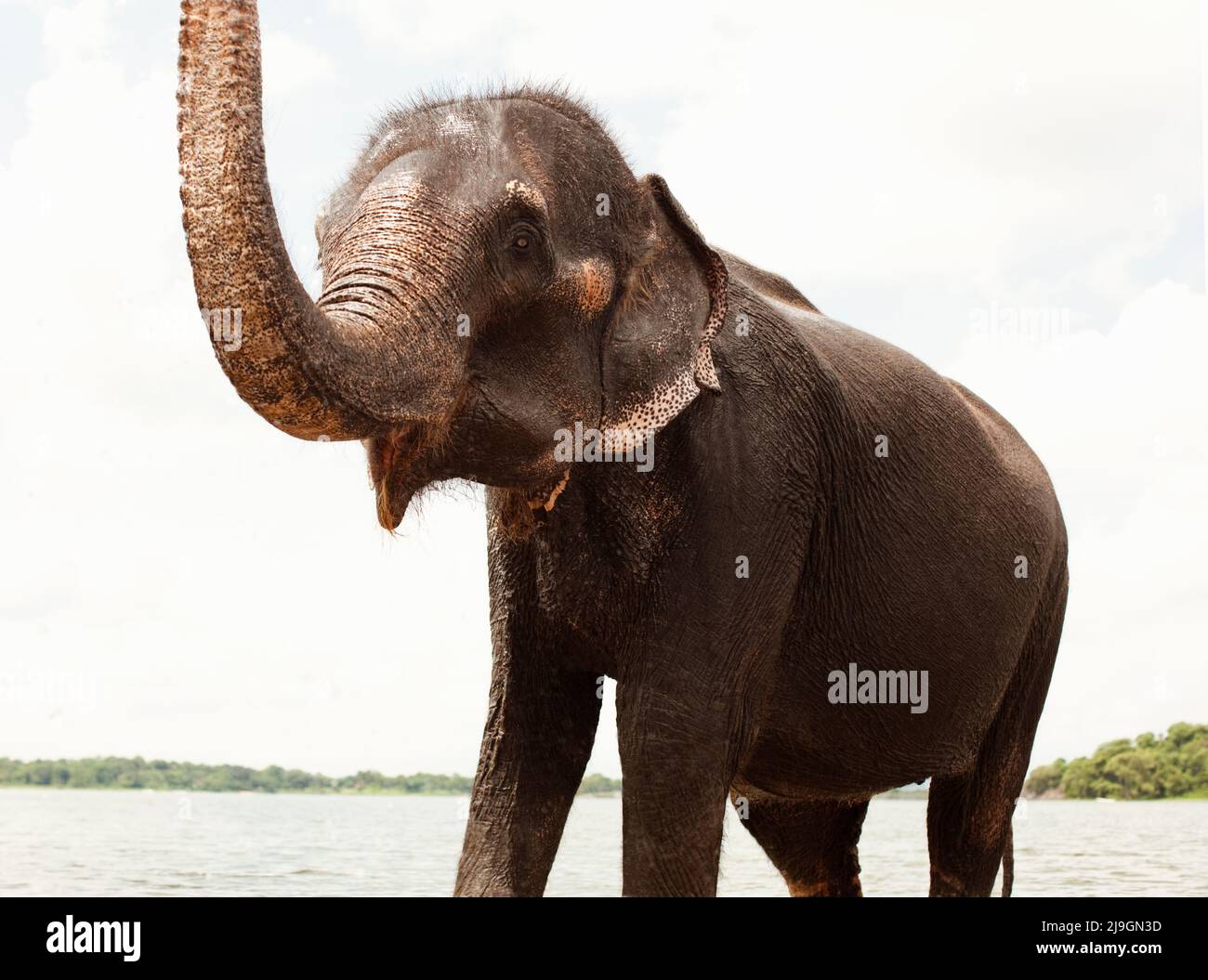 Elephant che si balneano al lago Kandalama, Heritance Kandalama, Sri Lanka. Ran Manika, l'elefante residente, gode il suo bagno quotidiano con il suo mahout Kiriban. Foto Stock