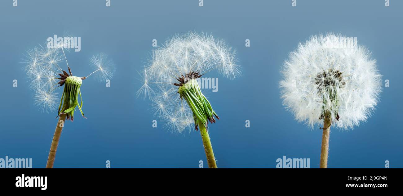 I dandelioni come simbolo di stato mentale e di stress. Foto Stock