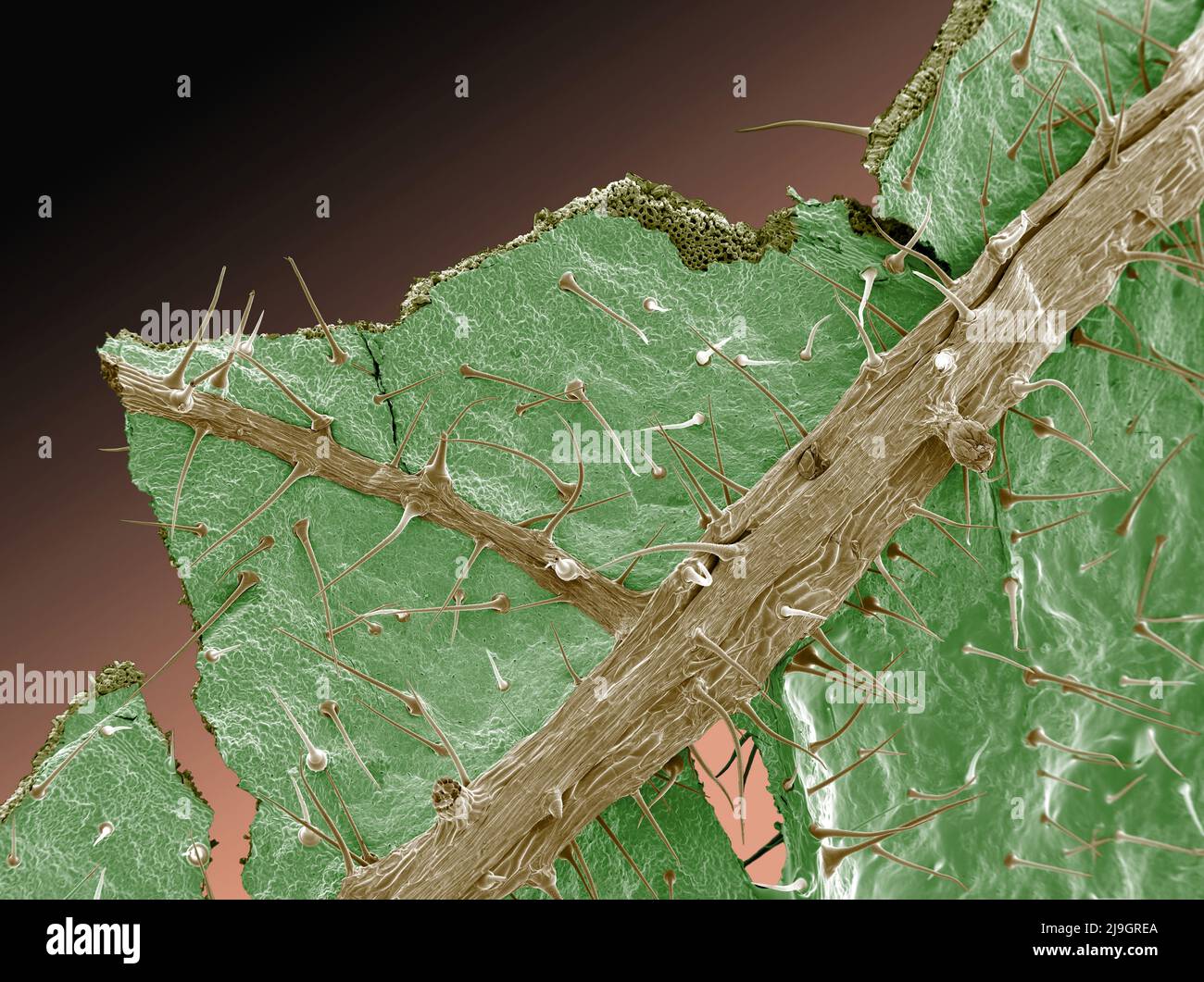 SEM Microscopio Elettronico a Scansione immagine della sensazione puntoria ortiche Foto Stock SEM Microscopio Elettronico a Scansione immagine della sensazione puntoria ortiche Foto Stock