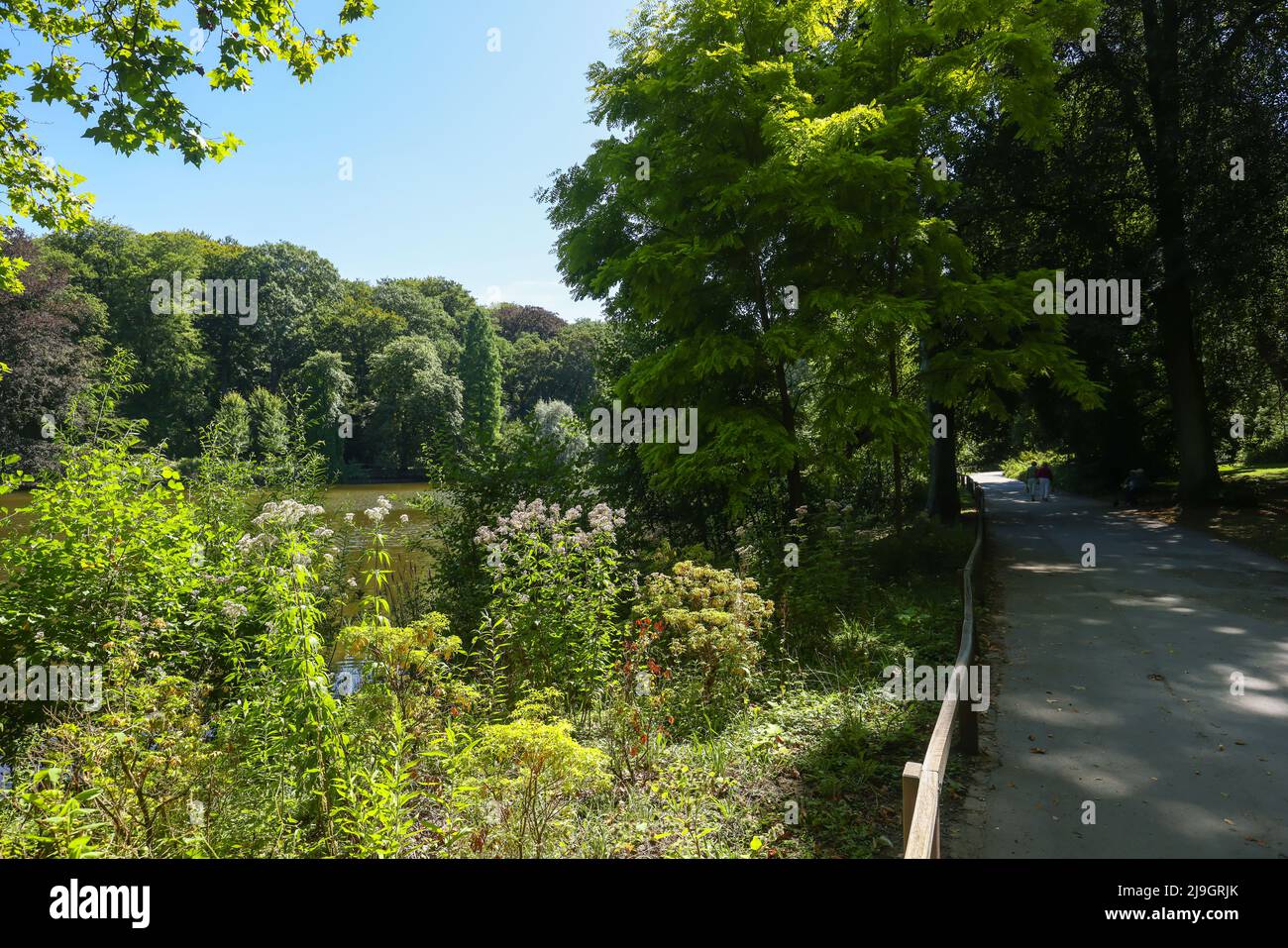 Dortmund, Renania settentrionale-Vestfalia, Germania - Rombergpark. Passeggiata nel giardino botanico Rombergpark. Foto Stock