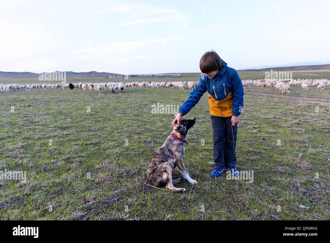 Un turista che gioca con un cucciolo di cane pastore con un gregge di pecore sullo sfondo, in una prateria del parco nazionale di Vashlovani, Georgia Foto Stock