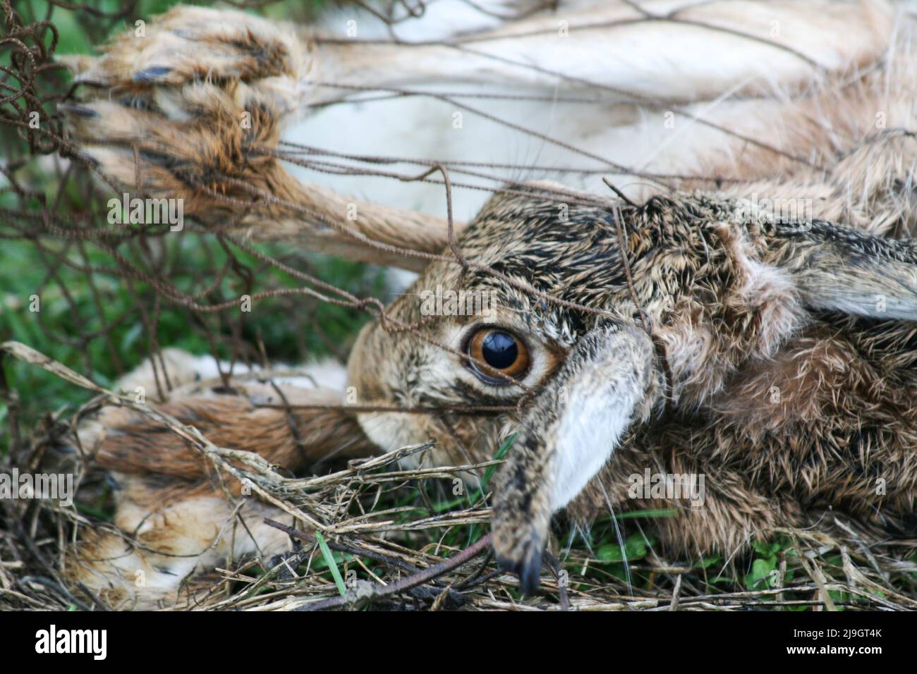 Lepre marrone europea (Lepus europaeus) catturato in rete - catturare animali selvatici per la ricerca scientifica e scopo di ripopolamento - conservazione del wi Foto Stock