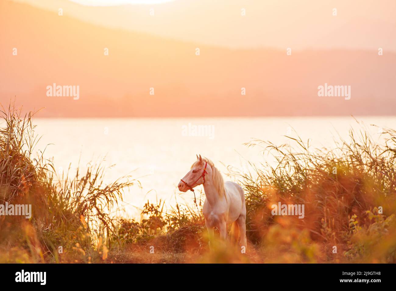 Un cavallo bianco si sgrana sulla prateria durante il tramonto, con un lago e montagne sullo sfondo. Thailandia occidentale. Concentratevi sulla testa del cavallo. Foto Stock