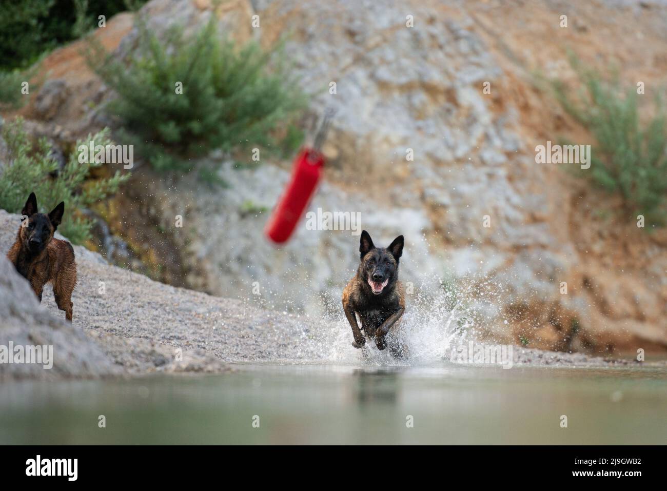 Cane pastore belga malinois che salta in acqua dopo il suo giocattolo. Foto Stock