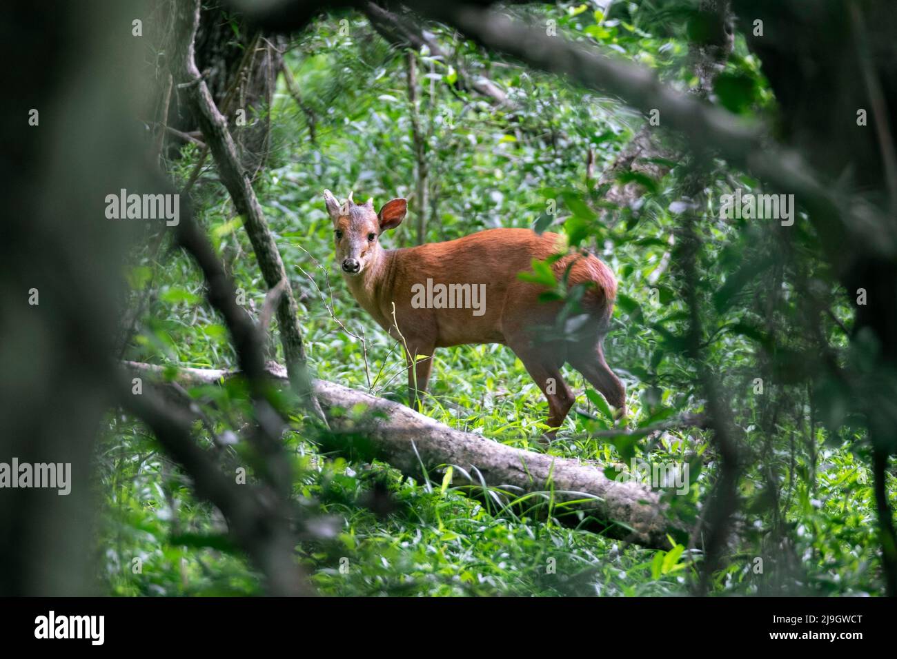 Duiker della foresta rossa / duiker Natal / duiker Natal Red (Cephalophus natalensis) nel iSimangaliso Wetland Park, KwaZulu-Natal, Sudafrica Foto Stock