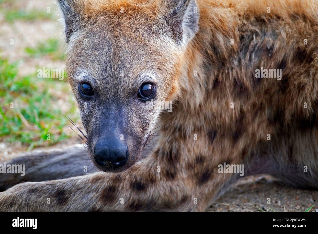 Iena macchiata / Iena ridente (Crocuta crocuta), ritratto da vicino nel Parco Nazionale Kruger, provincia di Mpumalanga, Sudafrica Foto Stock
