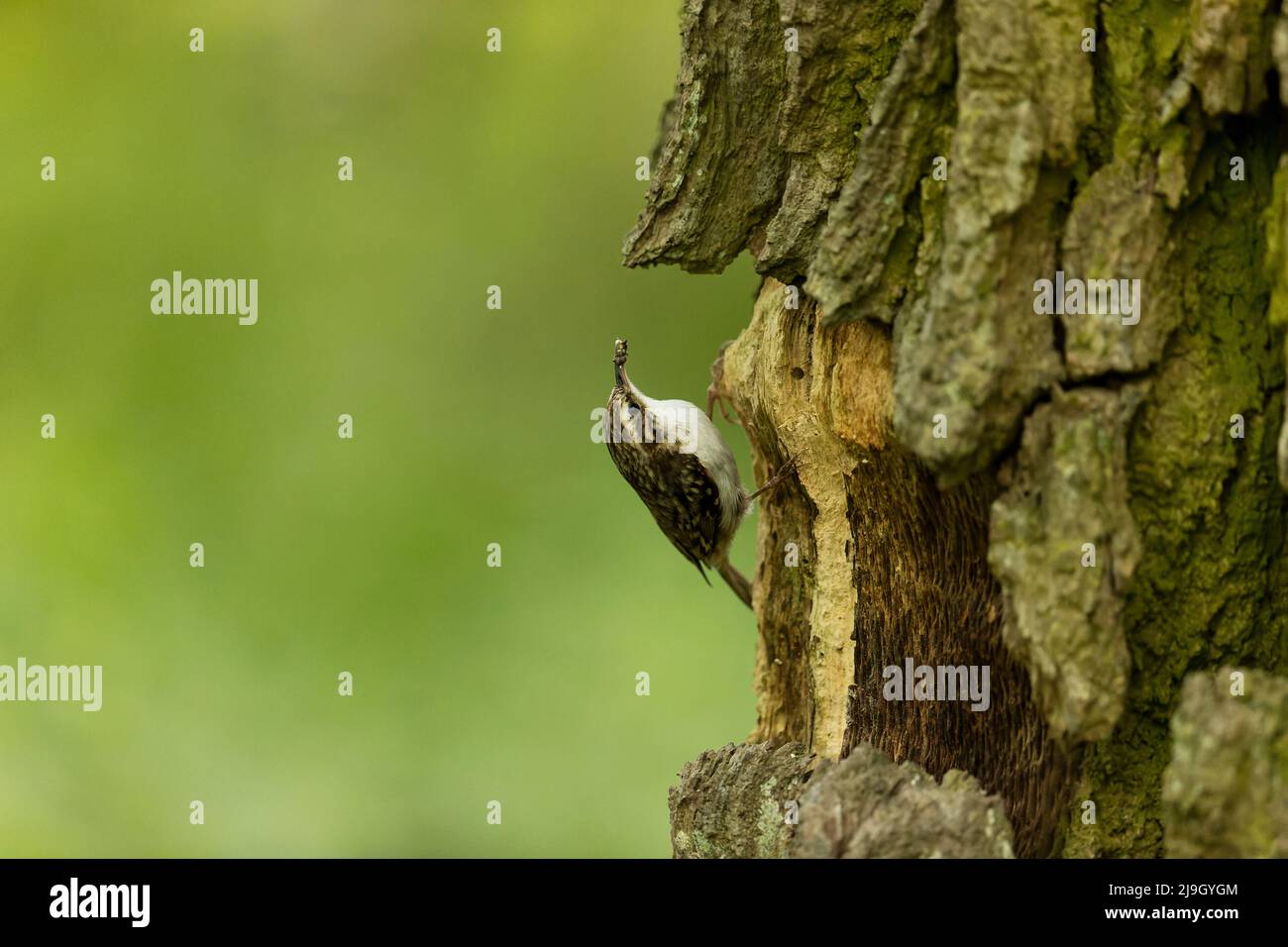 Comune Treecreeper (Certhia familiaris) adulto arroccato all'ingresso nido con cibo in becco, Suffolk, Inghilterra, maggio Foto Stock