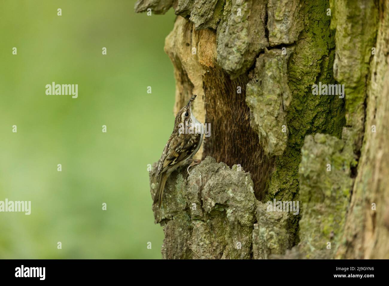 Comune Treecreeper (Certhia familiaris) adulto arroccato all'ingresso nido con cibo in becco, Suffolk, Inghilterra, maggio Foto Stock