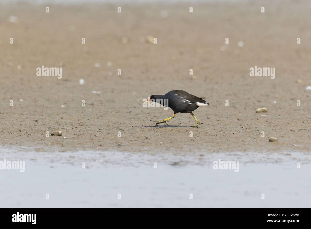 Moorhen (Gallinula chloropus) adulto che corre attraverso il fango, Suffolk, Inghilterra, maggio Foto Stock