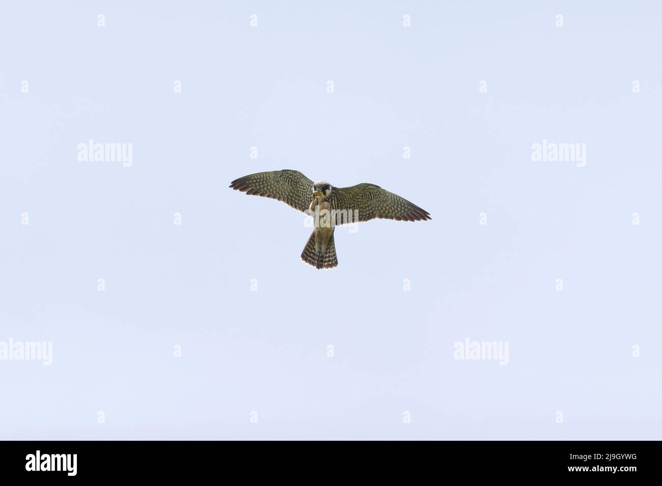 Hobby Eurasiano Falco subbuteo, alimentazione adulta su insetto in volo, Suffolk, Inghilterra, maggio Foto Stock