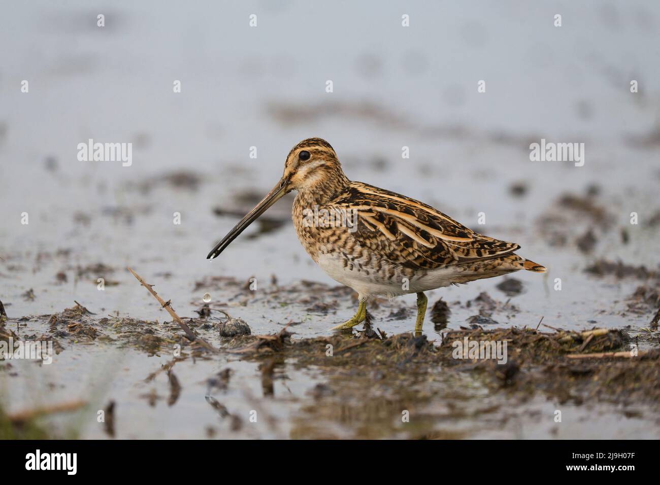 Comune snipe Gallinago gallinago, adulta guado, Hortobagy, Ungheria, aprile Foto Stock