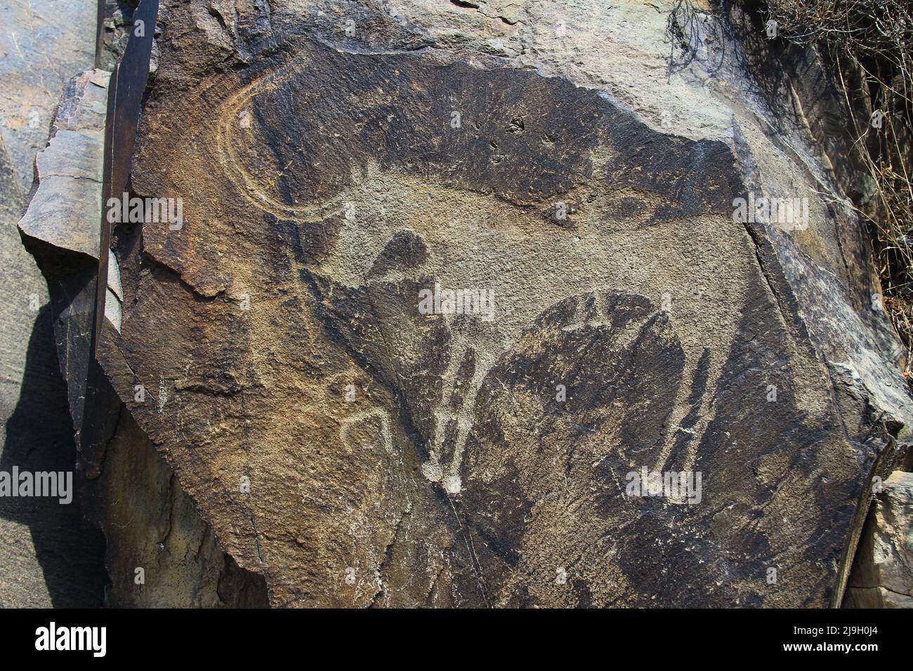 Disegno di roccia di un antico cavallo con un pilota, petroglifo su una pietra scura nel tratto Tangaly-Tas in estate Foto Stock