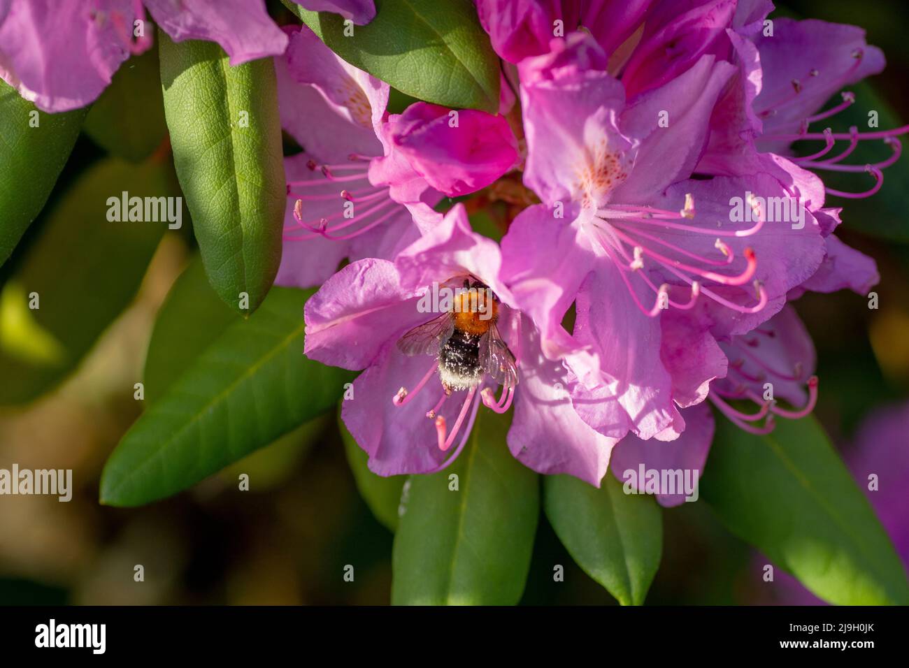 Fiori rosa in fiore di rododendro nel giardino. Primo piano. Dettaglio. Macro. Foto Stock