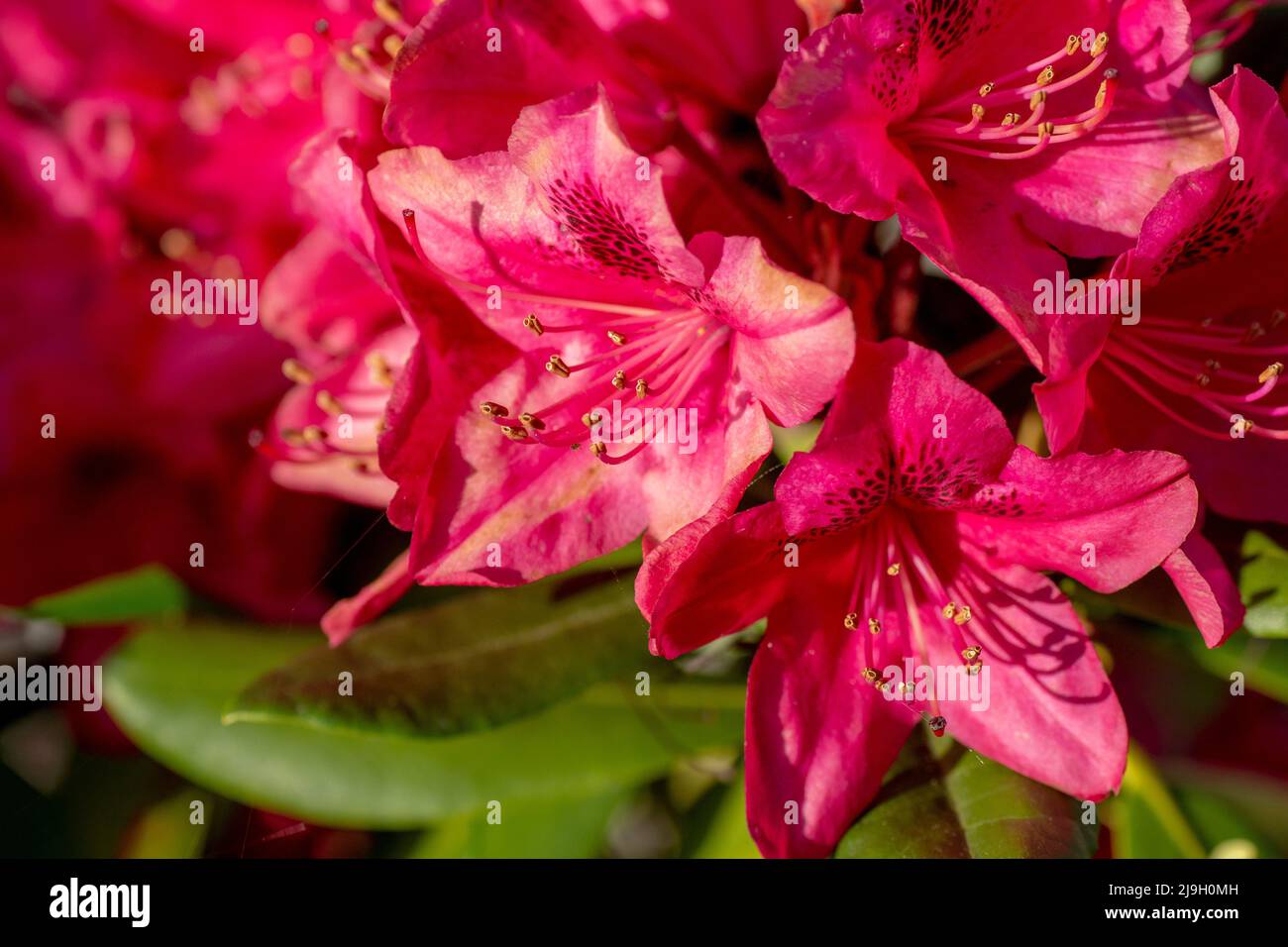 Fiori di rododendro rosso in fiore nel giardino. Primo piano. Dettaglio. Macro. Foto Stock