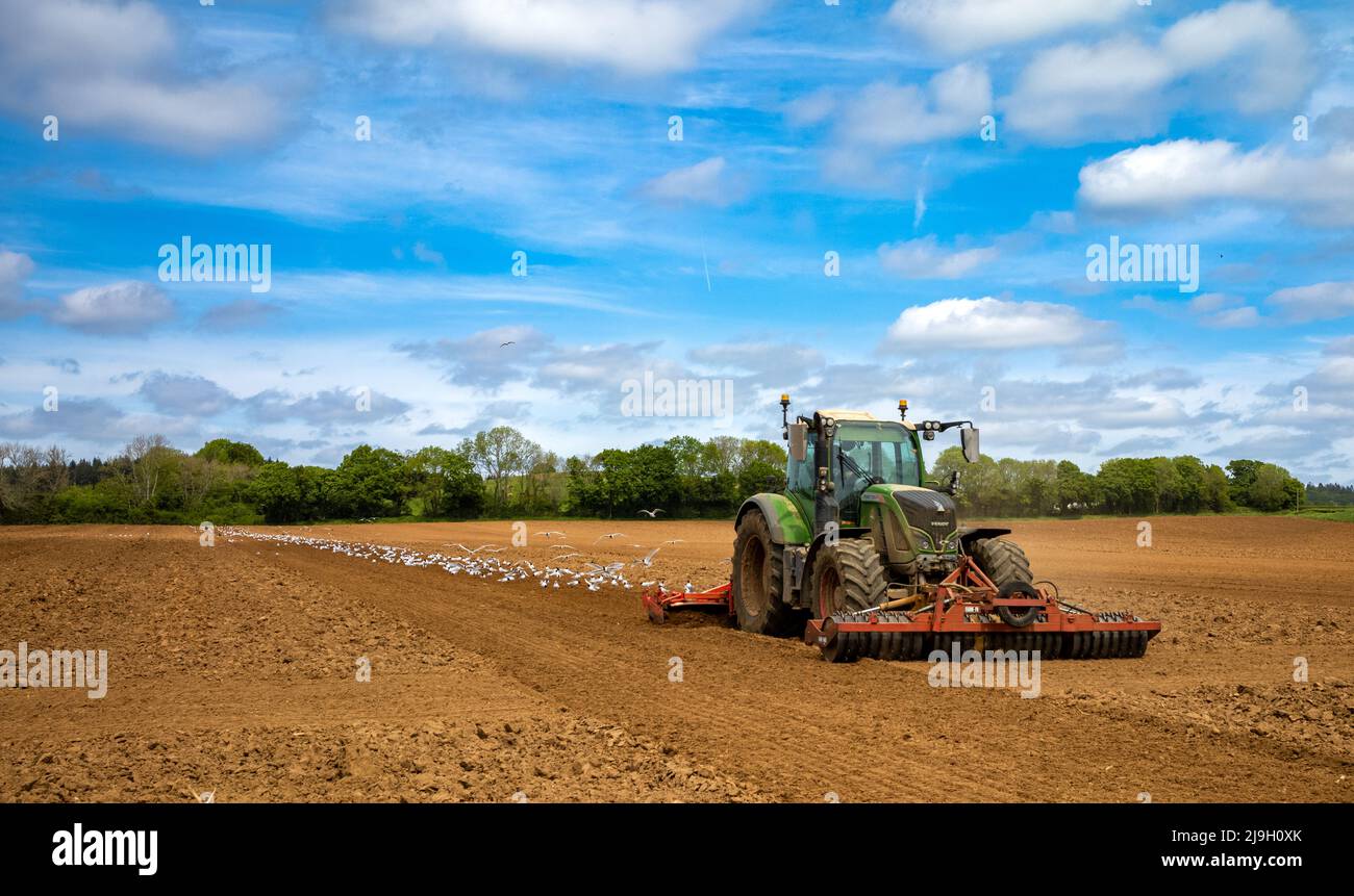 Un coltivatore in un trattore è seguito da un gregge di gabbiani mentre prepara un campo per piantare. Foto Stock