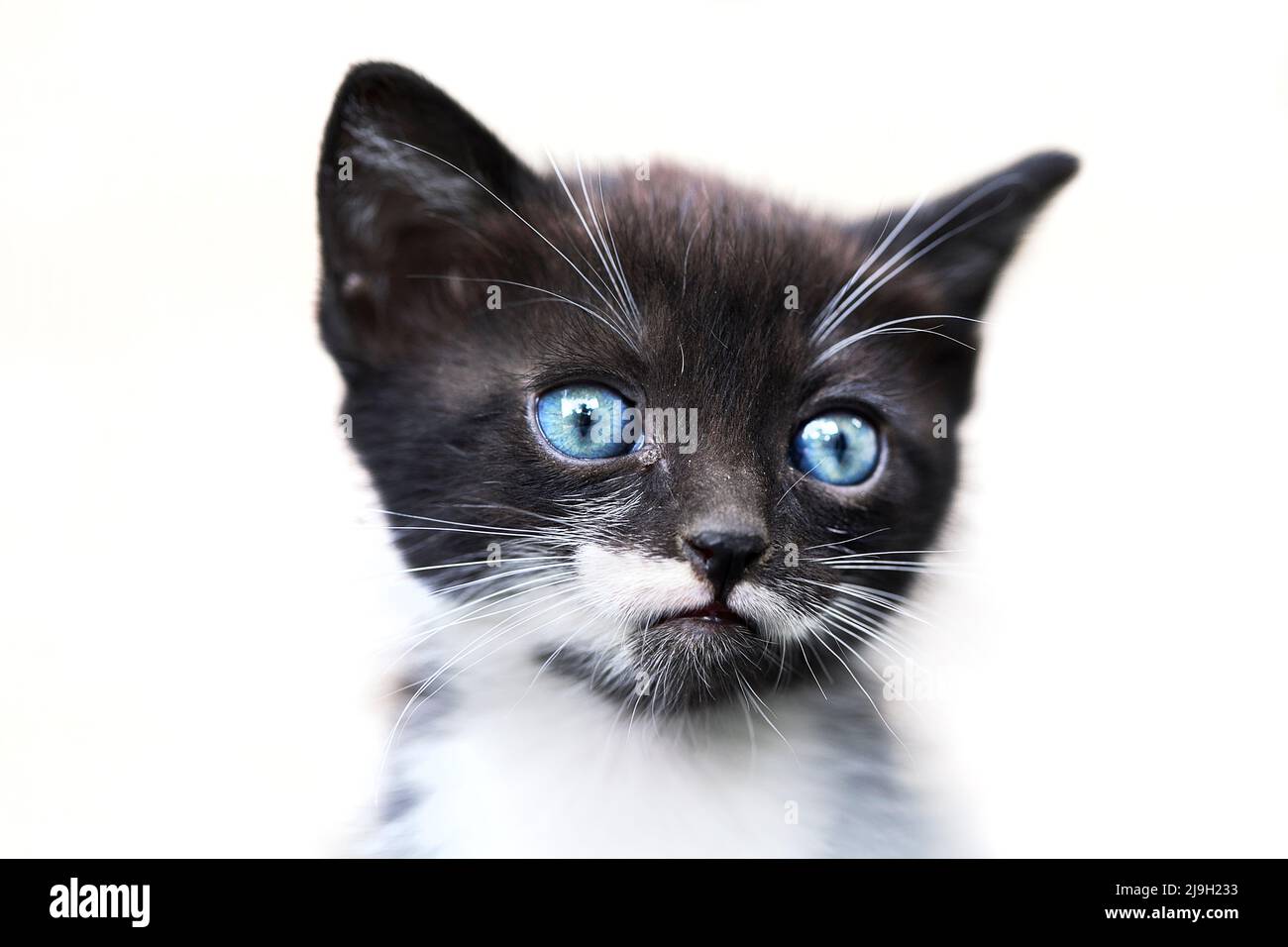 gattino di 5 settimane Foto Stock