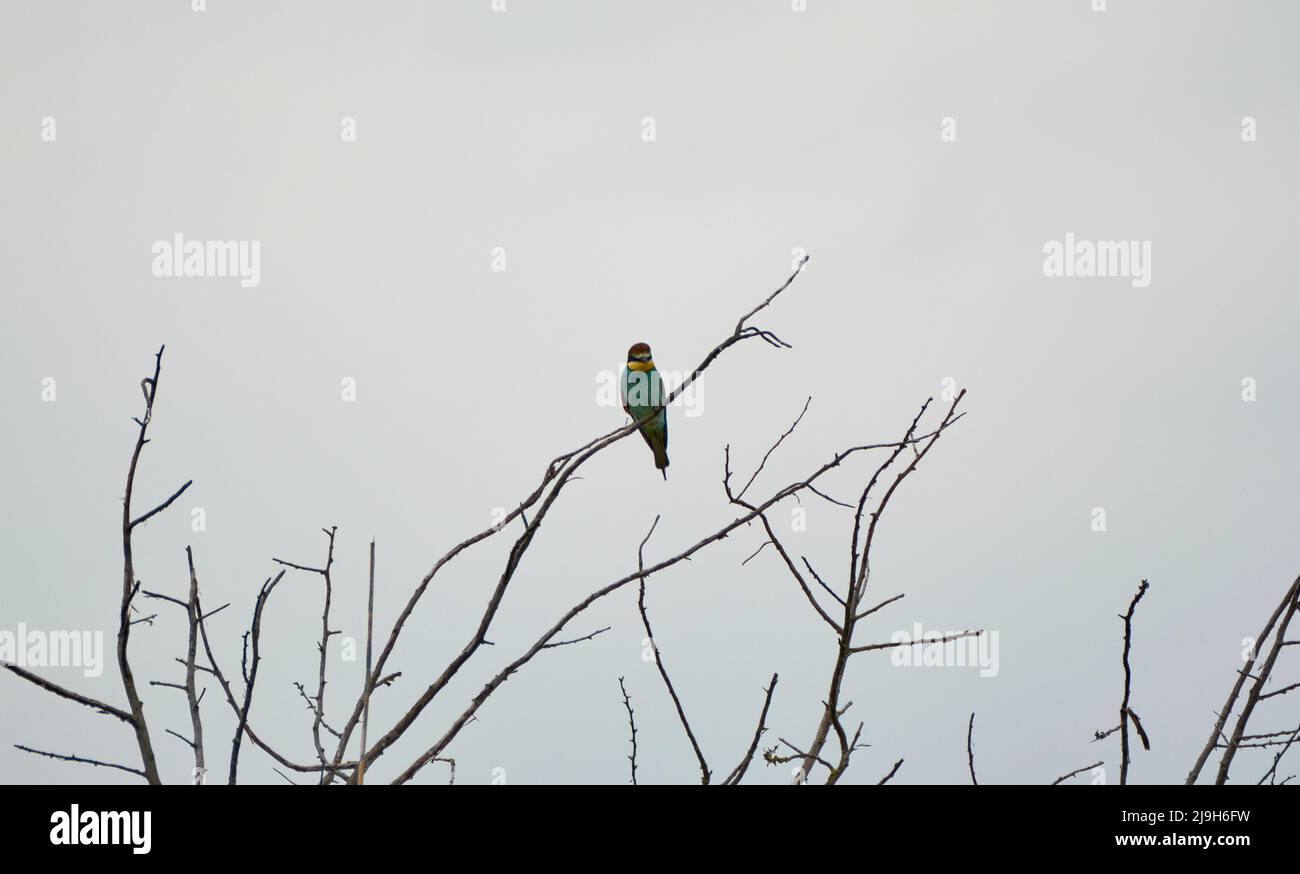 L'apisteo europeo delle api-eater Merops su una succursale Foto Stock