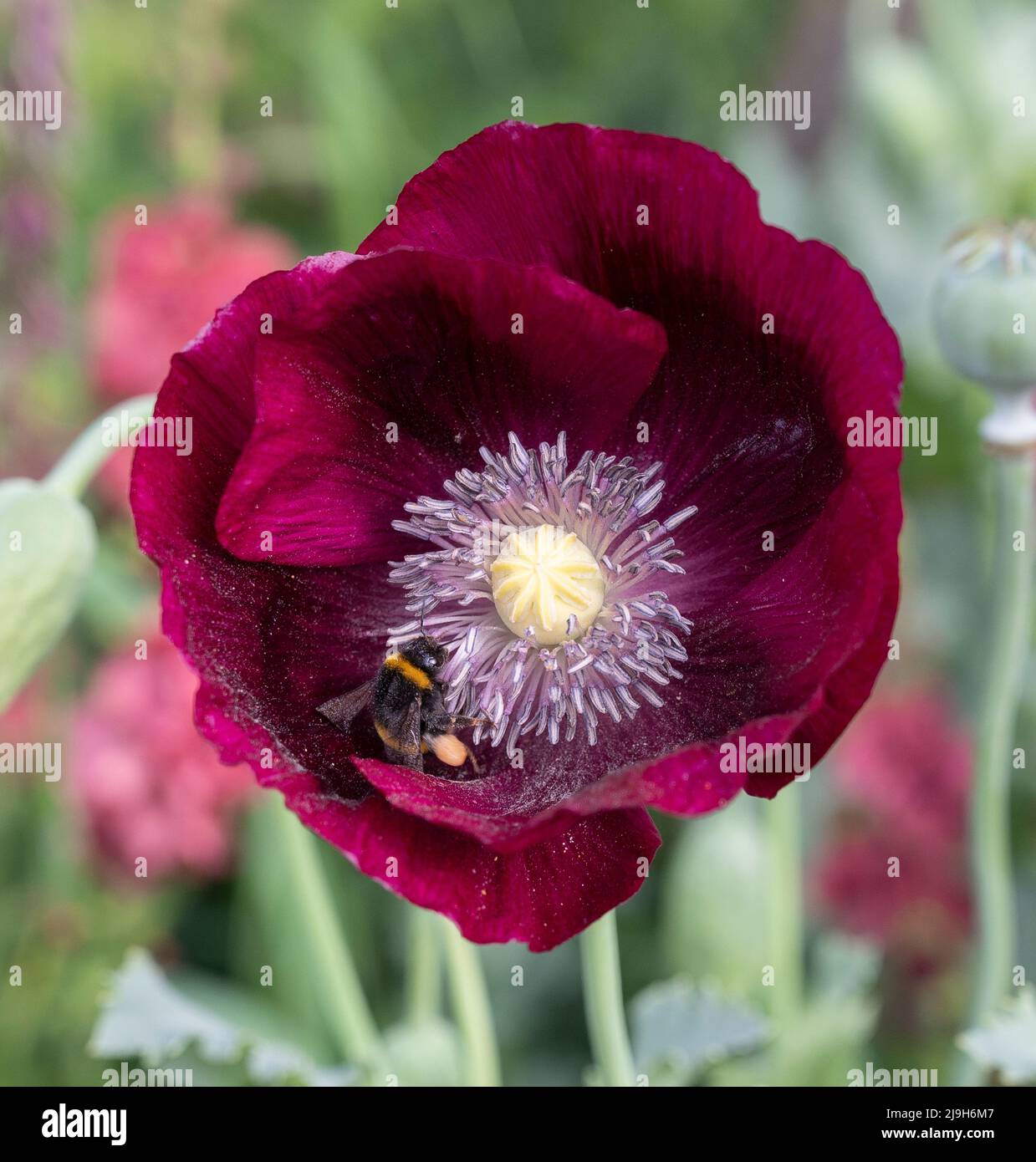 Royal Hospital, Chelsea, Londra, Regno Unito. 23 maggio 2022. Visita a Bumblebee su un papavero mozzafiato nel Place2Be Securing Tomorrow Sanctuary Garden. Credit: Malcolm Park/Alamy Live News Foto Stock